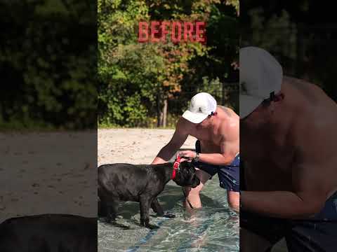 How to Teach Your Puppy to Swim
