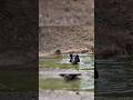 «Кабан выбежал из воды, и я добыл его.» #Chass #challenge #wildboar #hunting
