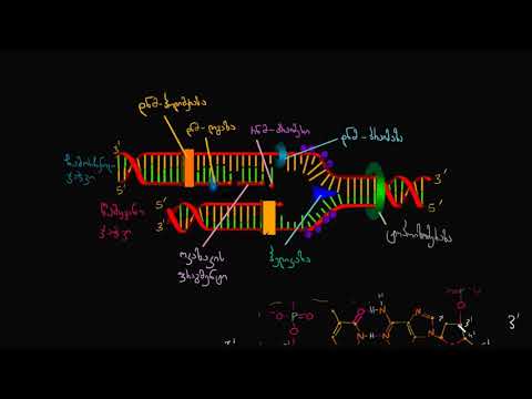 ვიდეო: რა არის დნმ-ის ერთ ჯაჭვში?
