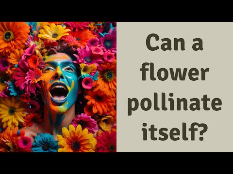 Video: Hvorfor er en blomst i stand til selv at bestøve?