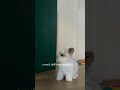 Cute baby bunnys😍😍#bunny #cute #viral #shorts