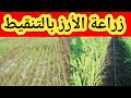 زراعة الأرز بالتنقيط بكل صراحة ووضوح هل ممكن زراعة الأرز بالتنقيط أم لا