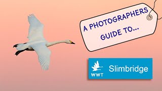 A photographer's guide to Slimbridge WWT showing where to go to get the best pics on a day trip