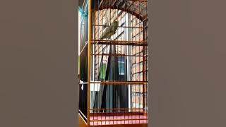 Kenari daun surga lagu syahdu cengkok duit😁 agus marga bali