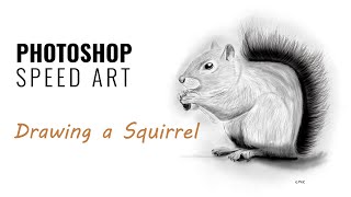How to Draw a Squirrel  Speed Art in Photoshop (simulating a pencil sketch)