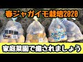 じゃがいも栽培2020春☆今年は4品種☆癒しに家庭菜園でもいかがでしょうか？【誰にでもデキる！素人のゆる～い家庭菜園】