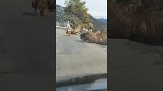 we found vultures on road 😱