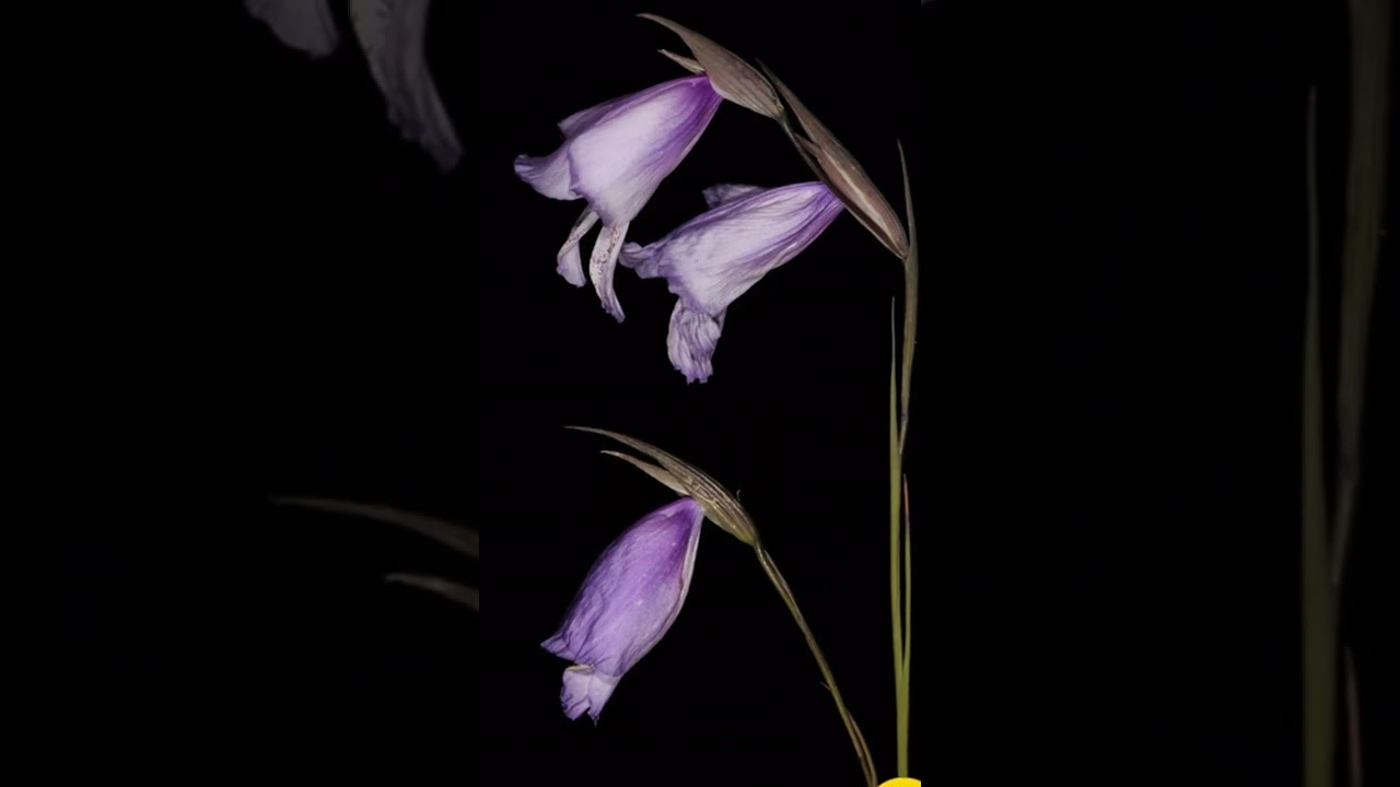 Gladiolus bullatus