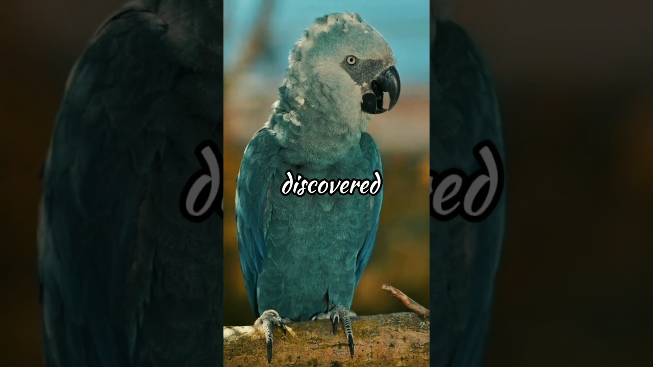 The Rare and Remarkable Spix's Macaw 