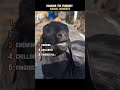 Top animal moments 🤣#animallovers #animallife #funny #funnymemes