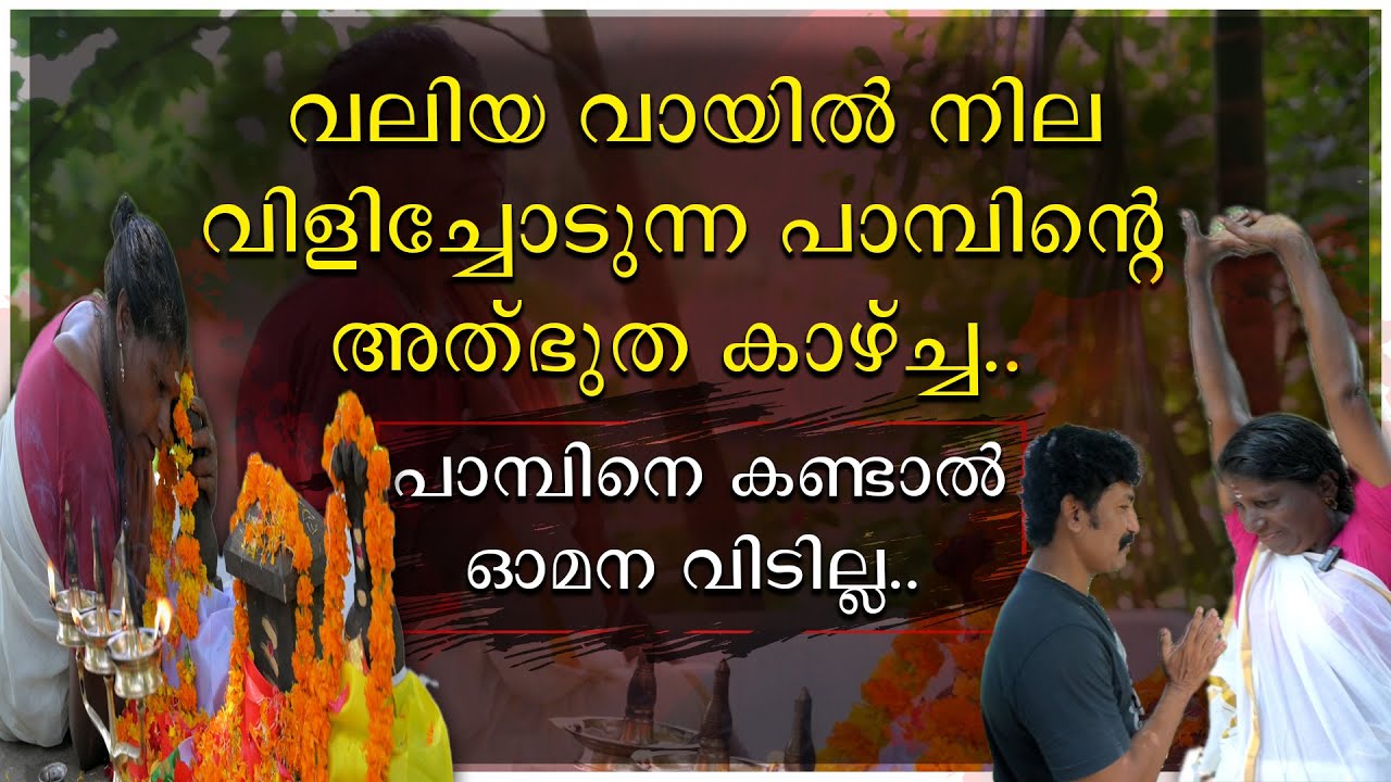 വലിയ വായിലെ നില വിളിച്ചോടുന്ന പാമ്പിന്റെ അത്ഭുതക്കാഴ്ച