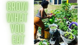 How to Grow Tomatoes in 5 Gallon Bucket/Containers |StayForeverTrue