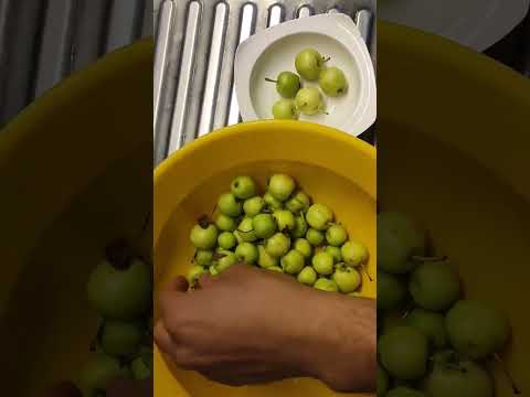 فيديو: هل تأكل تفاح صغير؟