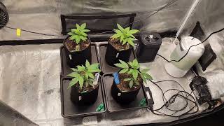 Weekly update Octopot grow #12 Acapulco Gold, Great White Shark, Jack Herer, White Rhino. day 33