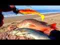 PESCA DE PLAYA || Pescando ROBALOS Y PARGOS de orilla.