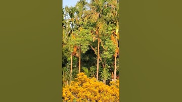 Secret language of tree #tree #new #youtubeshorts