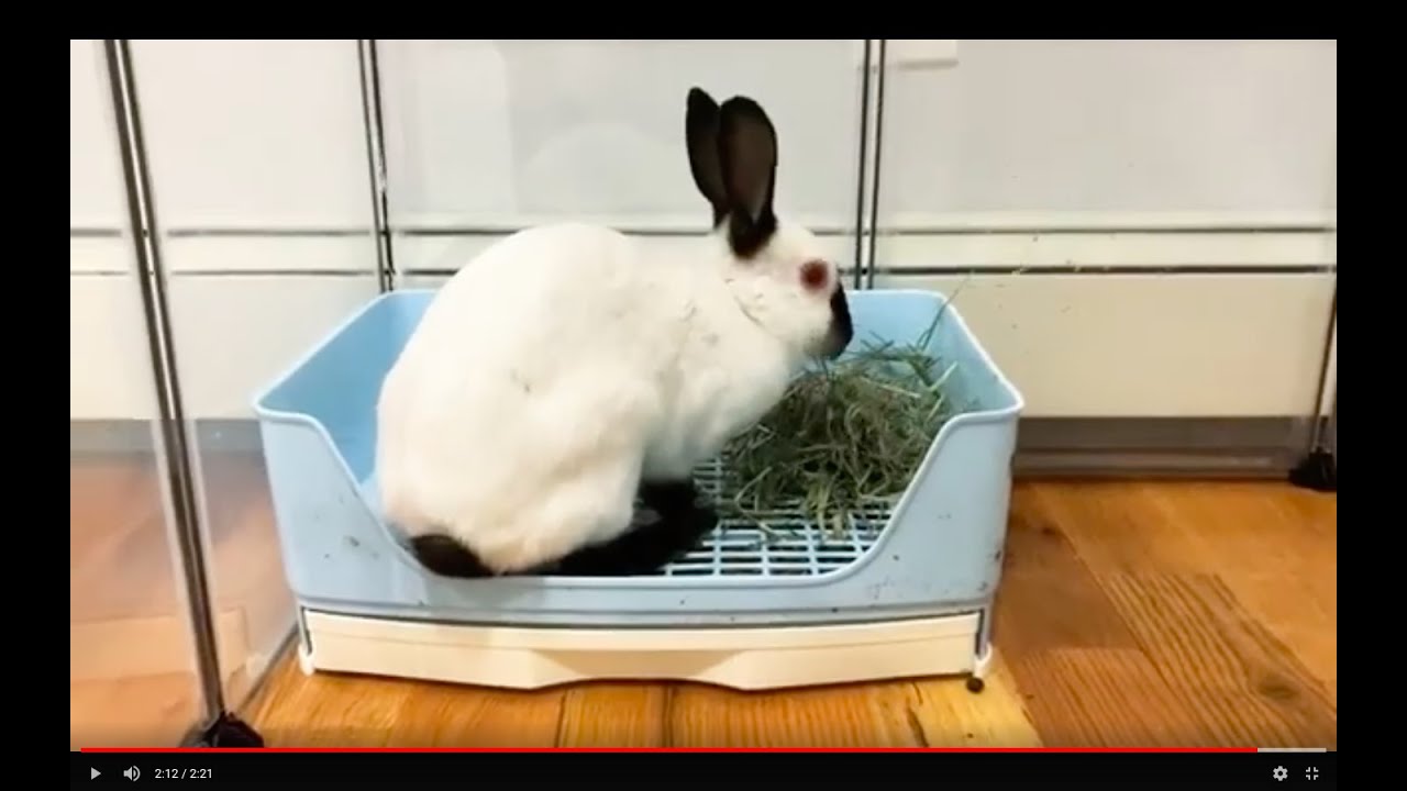 How To Set Up The Perfect Rabbit Litter Box YouTube