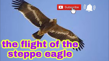 The Flight of the Steppe Eagle. Excel 7th grade. Module 1