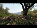 Árbol | Zoológico de Guadalajara | Episodio #28