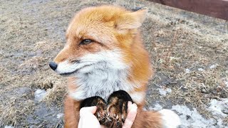 Foxes are smarter than we think