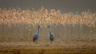 Bird sounds – Common crane (Grus grus)