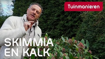 Heeft de Skimmia wel of geen kalk nodig | Tuinmanieren