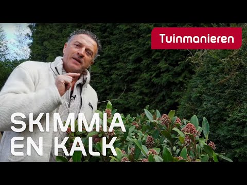 Video: Skimmia Information - Lær om Skimmia dyrkningstips og -pleje