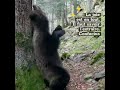 Un ours heureux