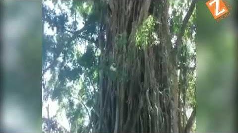 Amazing video, see how a man climb tree like a monkey.
