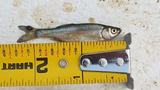 Sustainable Fisheries & Aquaculture Increasing Den Shiner Bait Production In Minnesota