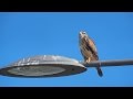 Hazzard common buzzard x harris hawk hybrid