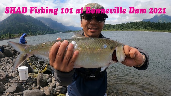 Fishing for American Shad in Oregon 