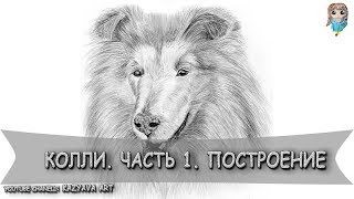 Как нарисовать собаку породы длинношерстная Колли. Часть 1. Построение. (09.02.2019)