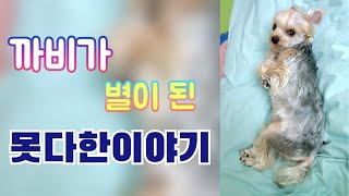 (못다한이야기) (●분통주의●) 동물병원/진료과정/엑스레이/CT촬영/검진결과/수의사에대한소신발언/큰병원에대한착각/연구개노장