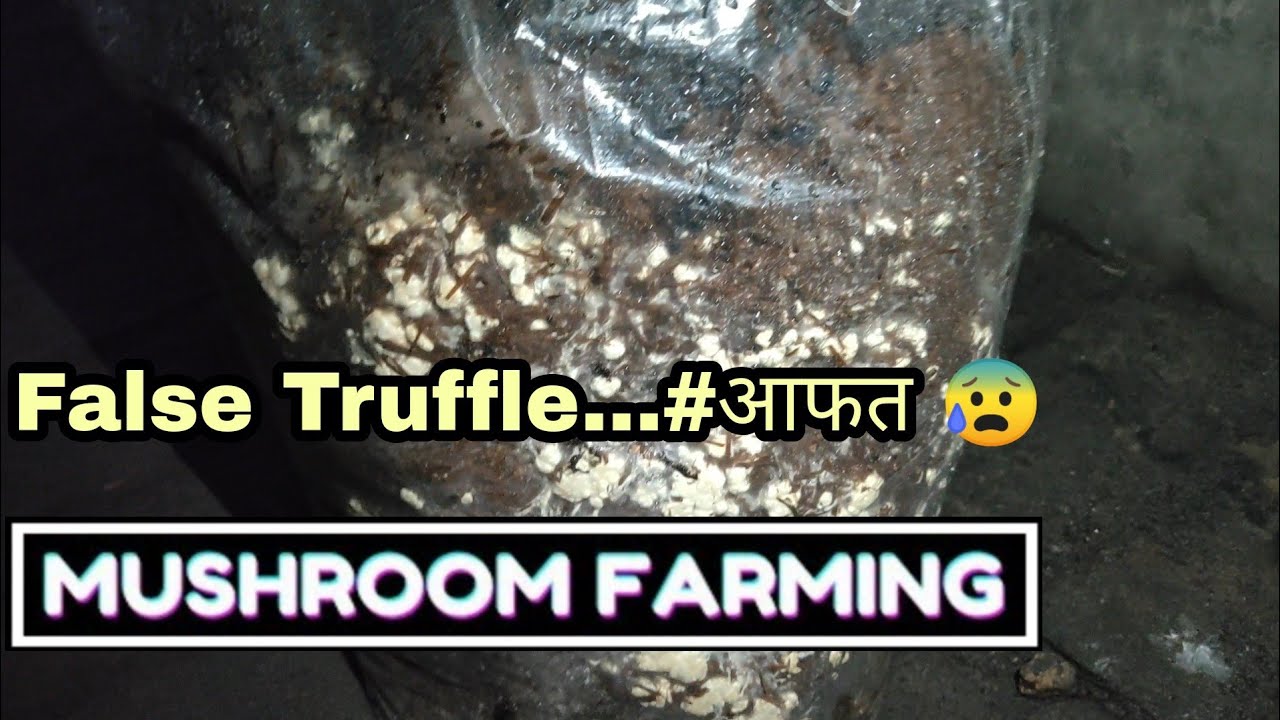 False Truffle आने का कारण और उपचार करने का तरीका || Mushroom Farming || Rural Story