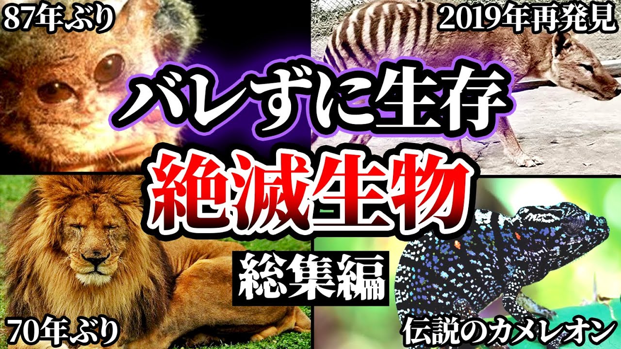 【総集編】 絶滅は嘘だった！？バレずに生き残っていた生物たちとその決定的な証拠について