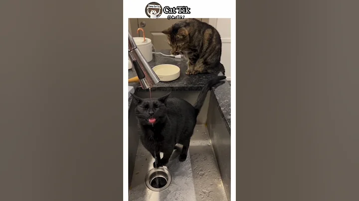 Watch the video about FUNNY CAT Drink water😮Episode 649#shorts#cat #funny #pets#shortsfeed #funnyanimal #funnyshorts