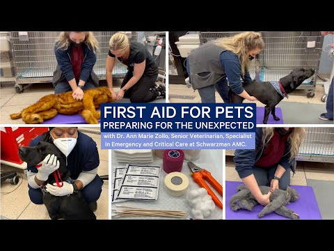 वीडियो: कुत्तों के लिए प्राथमिक चिकित्सा युक्तियाँ: क्या आप तैयार हैं?