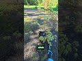 TREES IN POTS? The #1 Watering Mistake #water #japanesemaple