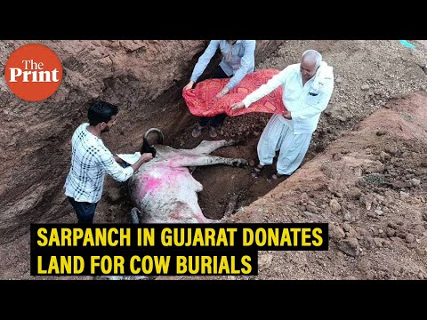 Sarpanch of a Kutch village who donated his land for burying cows killed by lumpy skin disease