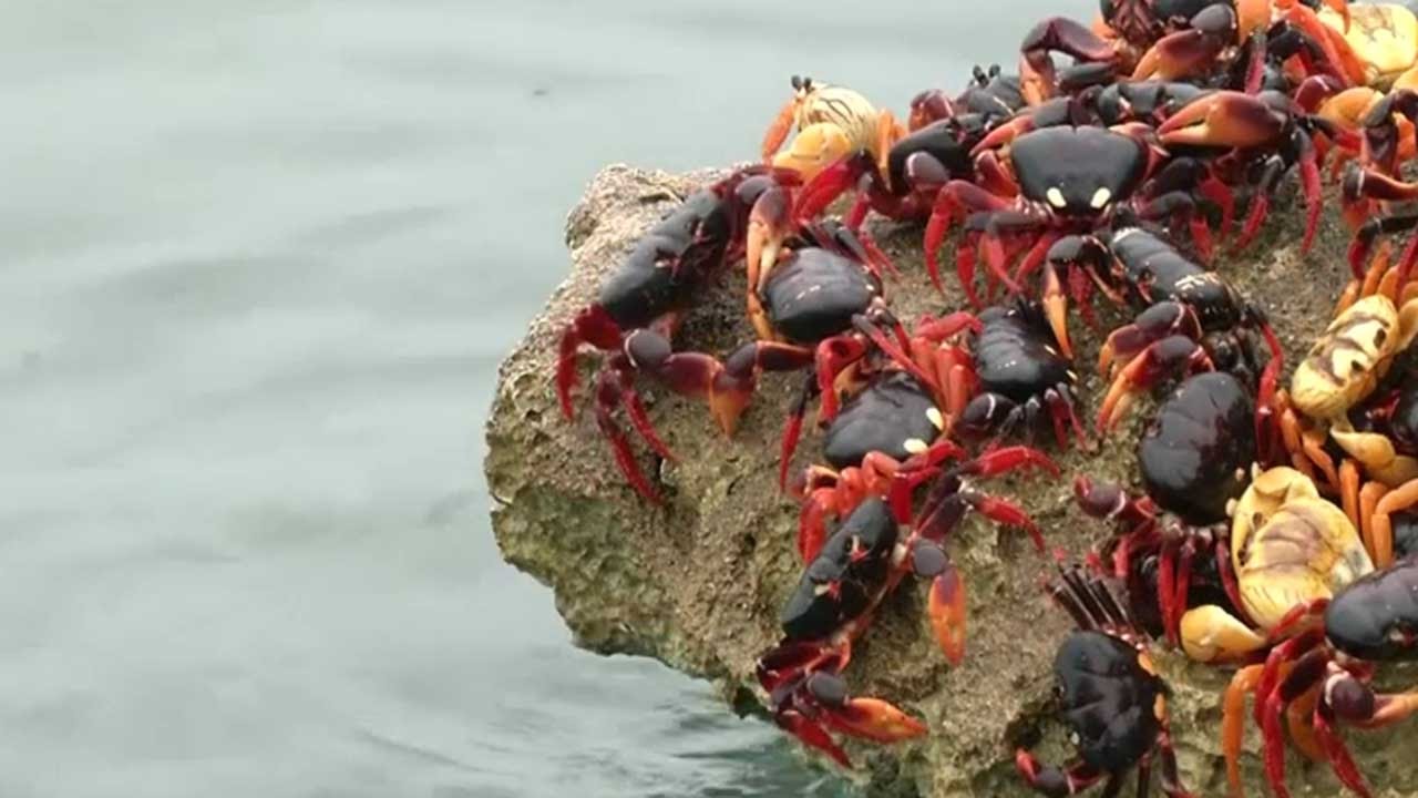 Crabs invade Cuba's Bay of Pigs - YouTube