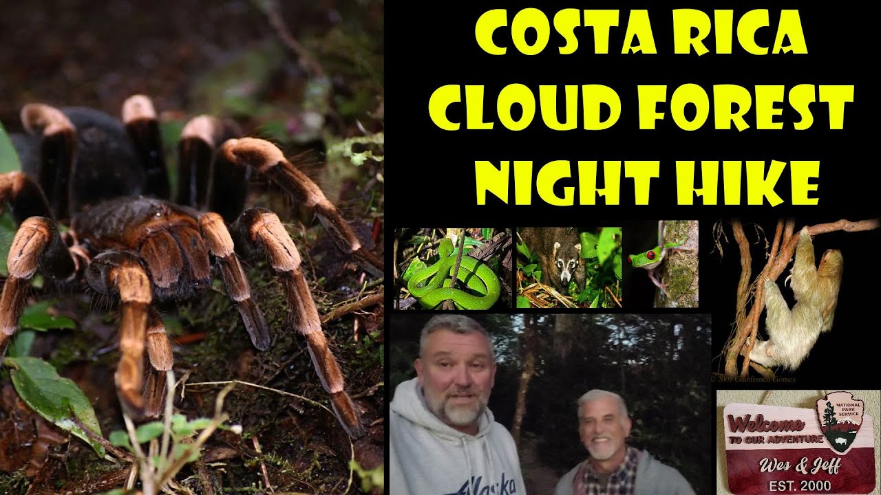 Costa Rica Cloud Forest Night Hike - Monteverde Costa Rica