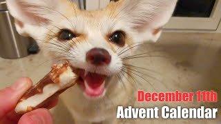 Watch our Fox Eat his Advent Calendar by Djinn The Fennec Fox 3,246 views 2 years ago 1 minute, 51 seconds