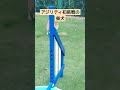 アジリティ初挑戦の柴犬　#柴犬 #アジリティ #ジャンプ