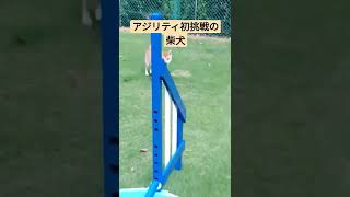 アジリティ初挑戦の柴犬　#柴犬 #アジリティ #ジャンプ