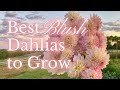 Six best blush dahlias to grow in your flower garden  pepperharrow