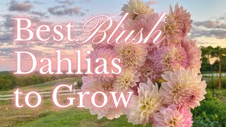 SIX BEST BLUSH DAHLIAS To Grow In Your Flower Garden | PepperHarrow