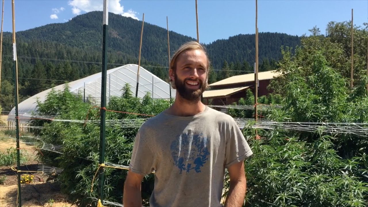 Oregon: The Cannabis Capital of The World