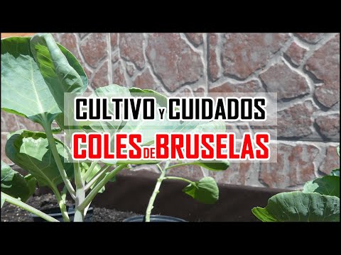 Video: Recolección de coles de Bruselas: cuándo y cómo recolectarlas