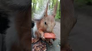 Немного морковки / A little carrot #squirrel #cuteanimal #animals